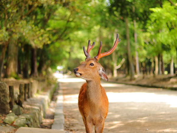 東京の旅行サークルの社会人サークルヤマトモ