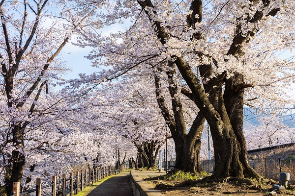 山梨の登山サークルの社会人サークルヤマトモ